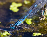 Aug 23 08 Portland Wildlife Pond-57.jpg