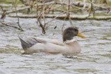 Critter Lake Ducks and Geese, April 10, '10