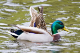 April 10 10 Ducks and Geese-75.jpg