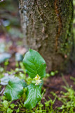 May 05 10 Portland Forest Butte Park-17.jpg