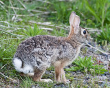 May 13 10 WSU Vancouver Rabbit-12.jpg