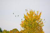 Oct 27 07 Ridgefield Refuge-8.jpg