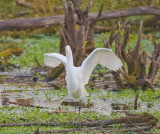 Oct 27 07 Ridgefield Refuge-50.jpg