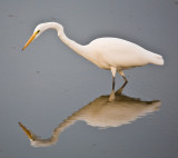 Oct 27 07 Ridgefield Refuge-296.jpg