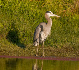 Oct 30 07 Ridgefield Refuge 5d-221.jpg