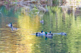 Nov 10 07 river lake 5D-16.jpg