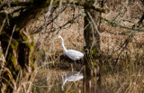 Wildlife and the Mk III, Salmon Creek Wetlands: Dec. 12 07