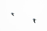 May 9 08 Colum River Birds, Planes-27.jpg