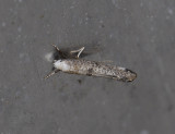 0422   Swammerdamia compunctella  9390.jpg