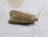 1123   Acompsia cinerella  9559.jpg