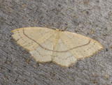 2289   Cyclophora linearia  9650.jpg