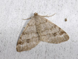 2186   Macaria signaria  9810.jpg