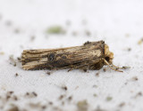 2990 Axylia putris 9818.jpg