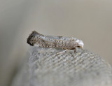 0422   Swammerdamia compunctella  0093.jpg