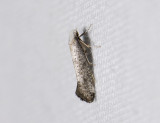 0422   Swammerdamia compunctella  0272.jpg