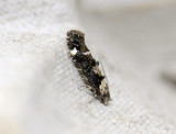 0878   Mompha conturbatella  0599.jpg