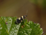 0156   Lampronia luzella  1478.jpg