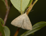 2584   Polypogon tentacularia  1743.jpg