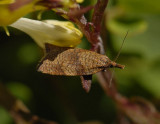 1290   Sparganothis rubicundana  2103.jpg