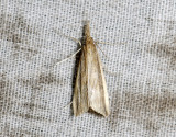 1852   Donacaula mucronella  2157.jpg