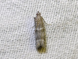 1778   Vitula biviella  2163.jpg