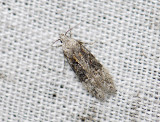 0991 Carpatolechia fugitivella 2166.jpg