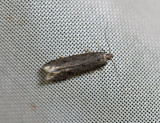 0953 Monochroa lutulentella 2245.jpg