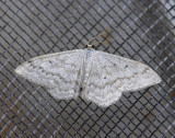 2300   Scopula incanata  2381.jpg