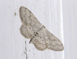 2314   Idaea seriata  2500.jpg