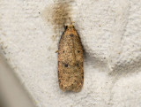 0572   Agonopterix angelicella  2640.jpg