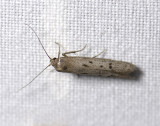 0888   Hypatopa binotella  2544.jpg