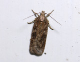 0585   Depressaria sordidatella  2567.jpg