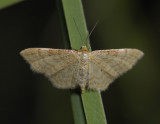 2313   Idaea humiliata  0031.jpg