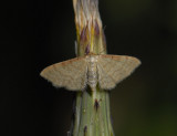 2313   Idaea humiliata  0034.jpg