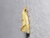 1197   Agapeta hamana  0188.jpg