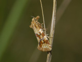 1203   Aethes hartmanniana  3348.jpg