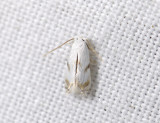 0124   Pseudopostega crepusculella  3364.jpg