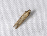 0933   Metzneria neuropterella  3397.jpg