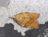 1318   Pandemis corylana  3606.jpg