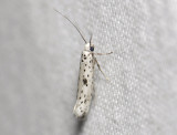 0411   Yponomeuta plumbella  3609.jpg