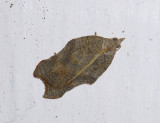 1246   Acleris emargana  6448.jpg