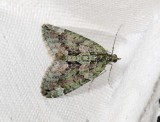 2373   Chloroclysta siterata  6932.jpg