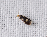0066   Stigmella assimilella  105.jpg