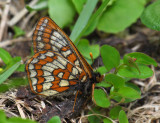 2109   Euphydryas iduna  626.jpg