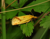 1197   Agapeta hamana  020.jpg