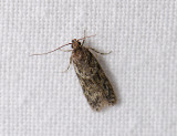 1007 Gelechia muscosella 2155.jpg