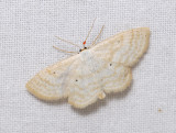 2302   Scopula immutata  153.jpg