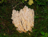 mushroom208.jpg