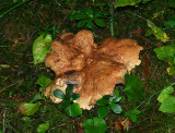 mushroom177.jpg