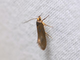 0711   Crassa unitella  057.jpg